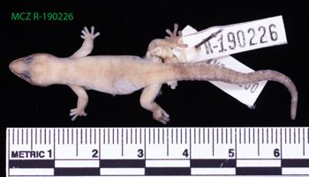 Media type: image;   Herpetology R-190226 Description: Specimen photo;  Aspect: whole body dorsal